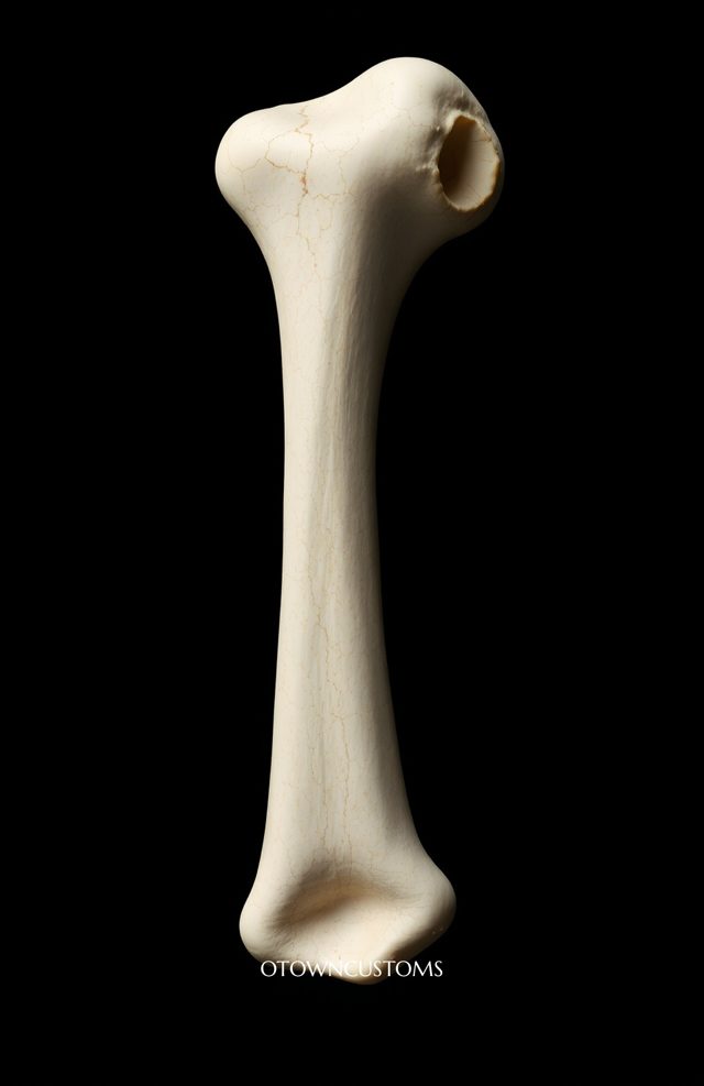 Floating Femur Head